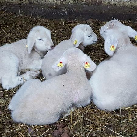 Oberseebachhof เชฟเฟา อัม วิลเดนไคเซอร์ ภายนอก รูปภาพ